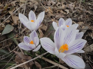 crocus